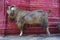 Goat near the red wall. Varanasi, India