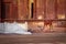 Goat near a tomb in Fatehpur Sikri - Agra, India