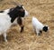 Goat newborn with her mom