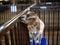 Goat nibbles the fence surrounding it at the Benton County Fair, Corvallis, Oregon