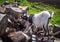 Goat nibbling bark from tree trunks