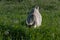 Goat nips grass in the meadow in the rays of the evening sun
