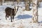 Of goat pasture in the winter birch forest