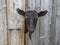 Goat peeking out from behind wooden barn door