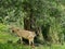 Goat peeping around olive tree