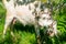 Goat pets graze on a green meadow.