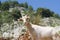 Goat in Picos de Europa