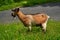 Goat of Picos de Europa at Asturias Spain
