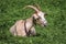 Goat in Poland