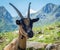Goat portrait. Alpine mountain goat