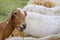 Goat. Portrait of a goat on a farm in the village. Beautiful goat posing