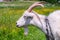Goat profile. A domestic goat on a chain. Grazing in the meadow