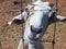 Goat pushing its face through a wire fence