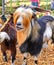 Goat with red bangs, kibbutz