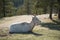 Goat resting on mountain