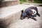 Goat resting at staircase