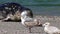 Goat Rock Beach - northwestern Sonoma County, California, Seals are on the mouth of the Russian River