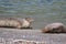 Goat Rock Beach - northwestern Sonoma County, California. Seals are on the mouth of the Russian River.