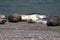 Goat Rock Beach - northwestern Sonoma County, California. Seals are on the mouth of the Russian River.