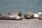 Goat Rock Beach - northwestern Sonoma County, California. Seals are on the mouth of the Russian River.