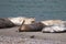 Goat Rock Beach - northwestern Sonoma County, California. Seals are on the mouth of the Russian River.