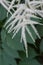 Goat`s beard, inflorescence, hanging plume