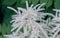 Goat`s beard, inflorescence, white plume