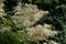 Goat`s beard, a white flowering herbaceous perennial plant, Aruncus dioicus or Wald Geissbart