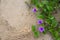 Goat`s foot creeper or beach morning glory