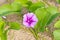 Goat\'s Foot Creeper or Beach Morning Glory.