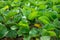 The goat\\\'s foot creeper plant, Beach Morning Glory or Ipomoea pes-caprae is a herbal plant that grows around the beach