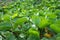 The goat\\\'s foot creeper plant, Beach Morning Glory or Ipomoea pes-caprae is a herbal plant that grows around the beach