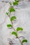 A Goat`s Foot Vine on a Sandy Beach