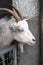 Goat\'s head