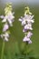 Goat`s rue Galega officinalis raceme of flowers