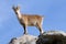 Goat in the Sierra de Gredos in Avila, Spain