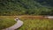 A goat sits alone on the forest path