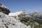 Goat sits on a rock and just wants to get up, Alps in Slovenia