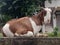 Goat sitting on meadow in the valley of kashmir