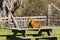 Goat sitting on a picnic table, Wilder Ranch State Park, California