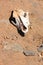 Goat skull in the desert