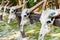 Goat skulls hung up for display