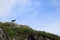 Goat on skyline in Wild Goat Park, Scotland