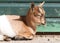 Goat sleeping, small and cute