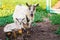 Goat with small goat in garden of farm. Breeding goats dairy