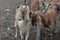 Goat in a small traditional village on the Java island in Indonesia,