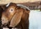 Goat on a stall in the oil palm plantations