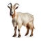 Goat standing and looking at the camera isolated on a white background