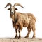 Goat standing and looking at the camera isolated on a white background