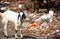 Goat standing in plastic trash in Mandalay, Myanmar